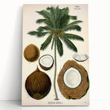 Vintage Botanical Illustration Art – Cocos nucifera Coconut Palm Wall Art