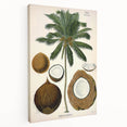 Vintage Botanical Illustration Art – Cocos nucifera Coconut Palm Wall Art