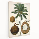 Vintage Botanical Illustration Art – Cocos nucifera Coconut Palm Wall Art
