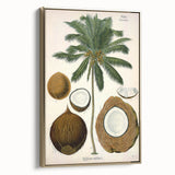 Vintage Botanical Illustration Art – Cocos nucifera Coconut Palm Wall Art