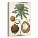Vintage Botanical Illustration Art – Cocos nucifera Coconut Palm Wall Art