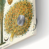 Vintage Botanical Illustration Art – Elaeis guineensis Oil Palm Wall Art