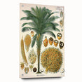 Vintage Botanical Illustration Art – Elaeis guineensis Oil Palm Wall Art