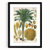 Vintage Botanical Illustration Art – Elaeis guineensis Oil Palm Wall Art