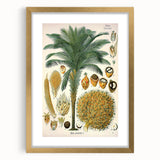 Vintage Botanical Illustration Art – Elaeis guineensis Oil Palm Wall Art