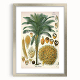 Vintage Botanical Illustration Art – Elaeis guineensis Oil Palm Wall Art