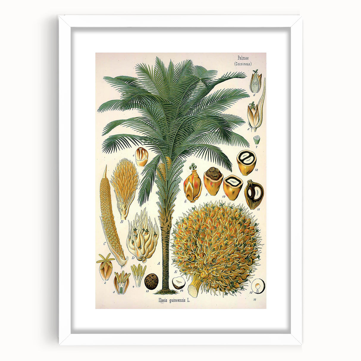 Vintage Botanical Illustration Art – Elaeis guineensis Oil Palm Wall Art