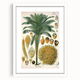 Vintage Botanical Illustration Art – Elaeis guineensis Oil Palm Wall Art