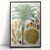 Vintage Botanical Illustration Art – Elaeis guineensis Oil Palm Wall Art