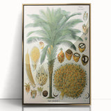 Vintage Botanical Illustration Art – Elaeis guineensis Oil Palm Wall Art