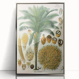 Vintage Botanical Illustration Art – Elaeis guineensis Oil Palm Wall Art