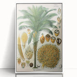 Vintage Botanical Illustration Art – Elaeis guineensis Oil Palm Wall Art