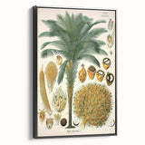 Vintage Botanical Illustration Art – Elaeis guineensis Oil Palm Wall Art