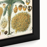 Vintage Botanical Illustration Art – Elaeis guineensis Oil Palm Wall Art