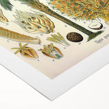 Vintage Botanical Illustration Art – Elaeis guineensis Oil Palm Wall Art