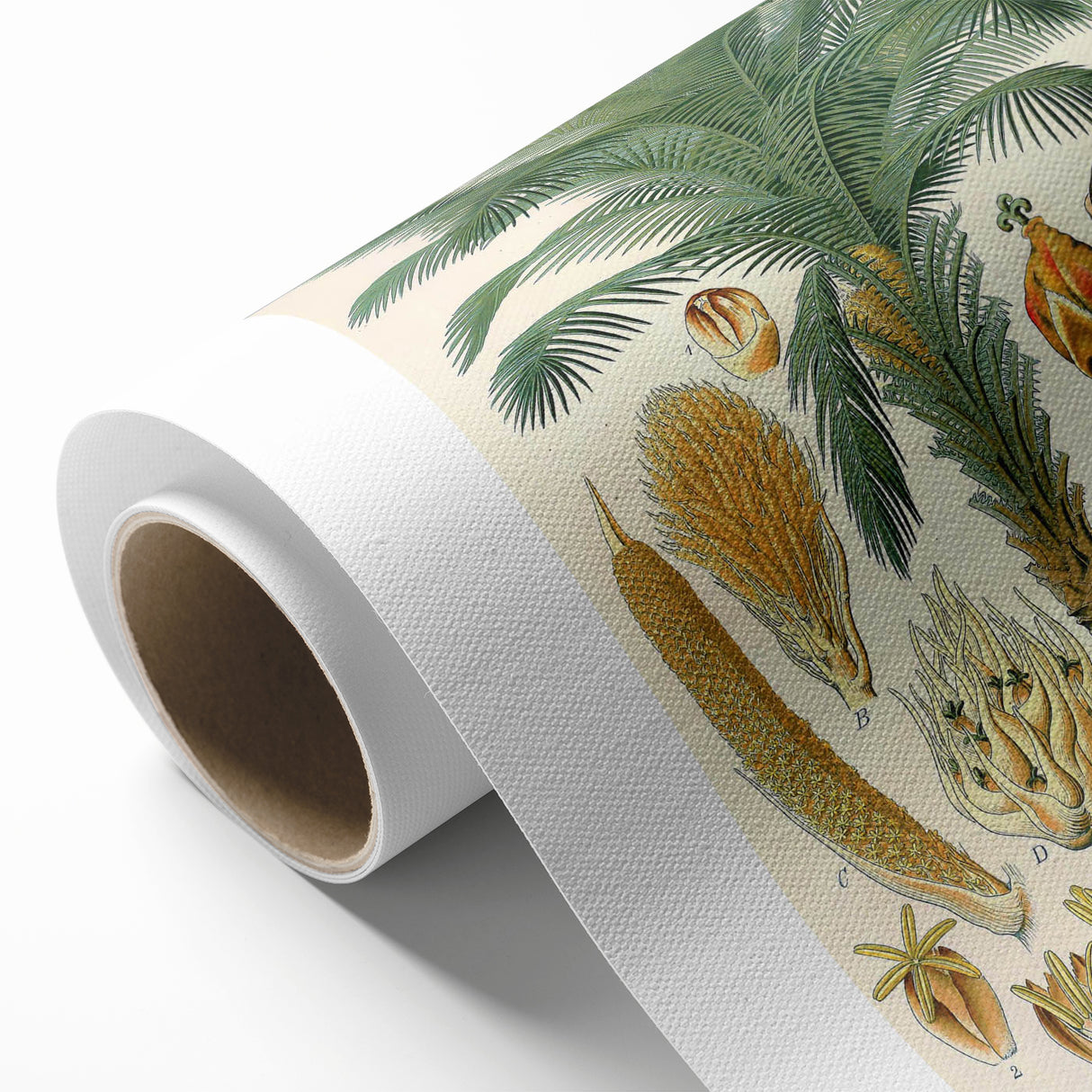 Vintage Botanical Illustration Art – Elaeis guineensis Oil Palm Wall Art
