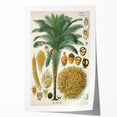 Vintage Botanical Illustration Art – Elaeis guineensis Oil Palm Wall Art