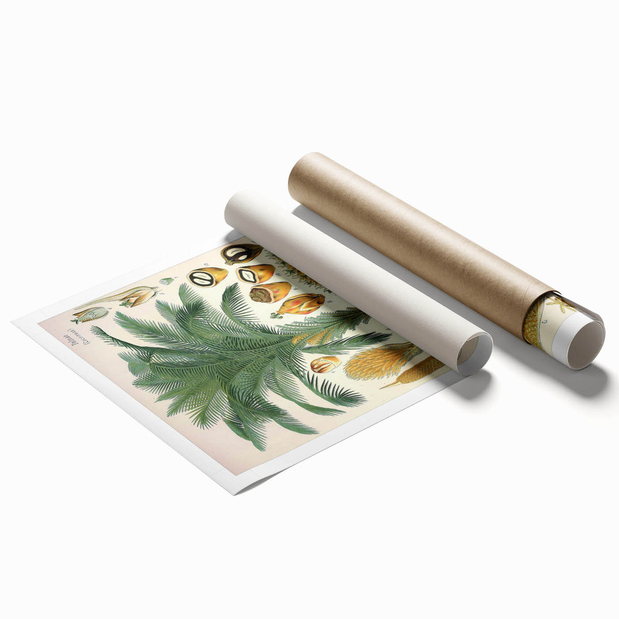 Vintage Botanical Illustration Art – Elaeis guineensis Oil Palm Wall Art