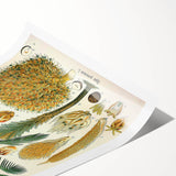 Vintage Botanical Illustration Art – Elaeis guineensis Oil Palm Wall Art