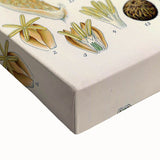 Vintage Botanical Illustration Art – Elaeis guineensis Oil Palm Wall Art