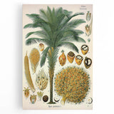 Vintage Botanical Illustration Art – Elaeis guineensis Oil Palm Wall Art