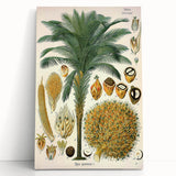 Vintage Botanical Illustration Art – Elaeis guineensis Oil Palm Wall Art