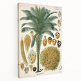 Vintage Botanical Illustration Art – Elaeis guineensis Oil Palm Wall Art