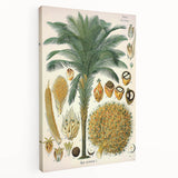 Vintage Botanical Illustration Art – Elaeis guineensis Oil Palm Wall Art