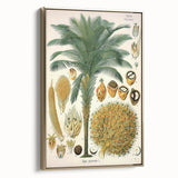 Vintage Botanical Illustration Art – Elaeis guineensis Oil Palm Wall Art