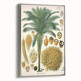 Vintage Botanical Illustration Art – Elaeis guineensis Oil Palm Wall Art