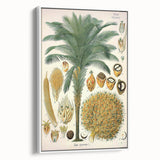Vintage Botanical Illustration Art – Elaeis guineensis Oil Palm Wall Art