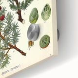 Vintage Botanical Illustration Art – Juniperus oxycedrus Wall Art