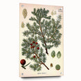 Vintage Botanical Illustration Art – Juniperus oxycedrus Wall Art