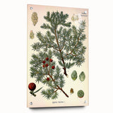 Vintage Botanical Illustration Art – Juniperus oxycedrus Wall Art