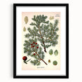 Vintage Botanical Illustration Art – Juniperus oxycedrus Wall Art