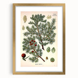 Vintage Botanical Illustration Art – Juniperus oxycedrus Wall Art