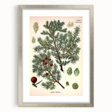 Vintage Botanical Illustration Art – Juniperus oxycedrus Wall Art