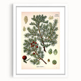 Vintage Botanical Illustration Art – Juniperus oxycedrus Wall Art