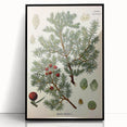 Vintage Botanical Illustration Art – Juniperus oxycedrus Wall Art