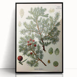 Vintage Botanical Illustration Art – Juniperus oxycedrus Wall Art