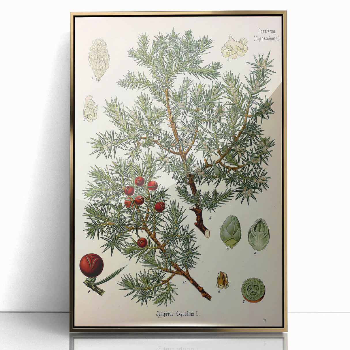 Vintage Botanical Illustration Art – Juniperus oxycedrus Wall Art