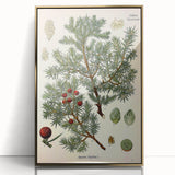 Vintage Botanical Illustration Art – Juniperus oxycedrus Wall Art