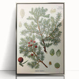 Vintage Botanical Illustration Art – Juniperus oxycedrus Wall Art