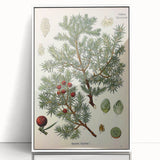 Vintage Botanical Illustration Art – Juniperus oxycedrus Wall Art