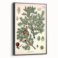 Vintage Botanical Illustration Art – Juniperus oxycedrus Wall Art