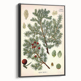 Vintage Botanical Illustration Art – Juniperus oxycedrus Wall Art