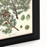 Vintage Botanical Illustration Art – Juniperus oxycedrus Wall Art