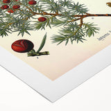 Vintage Botanical Illustration Art – Juniperus oxycedrus Wall Art