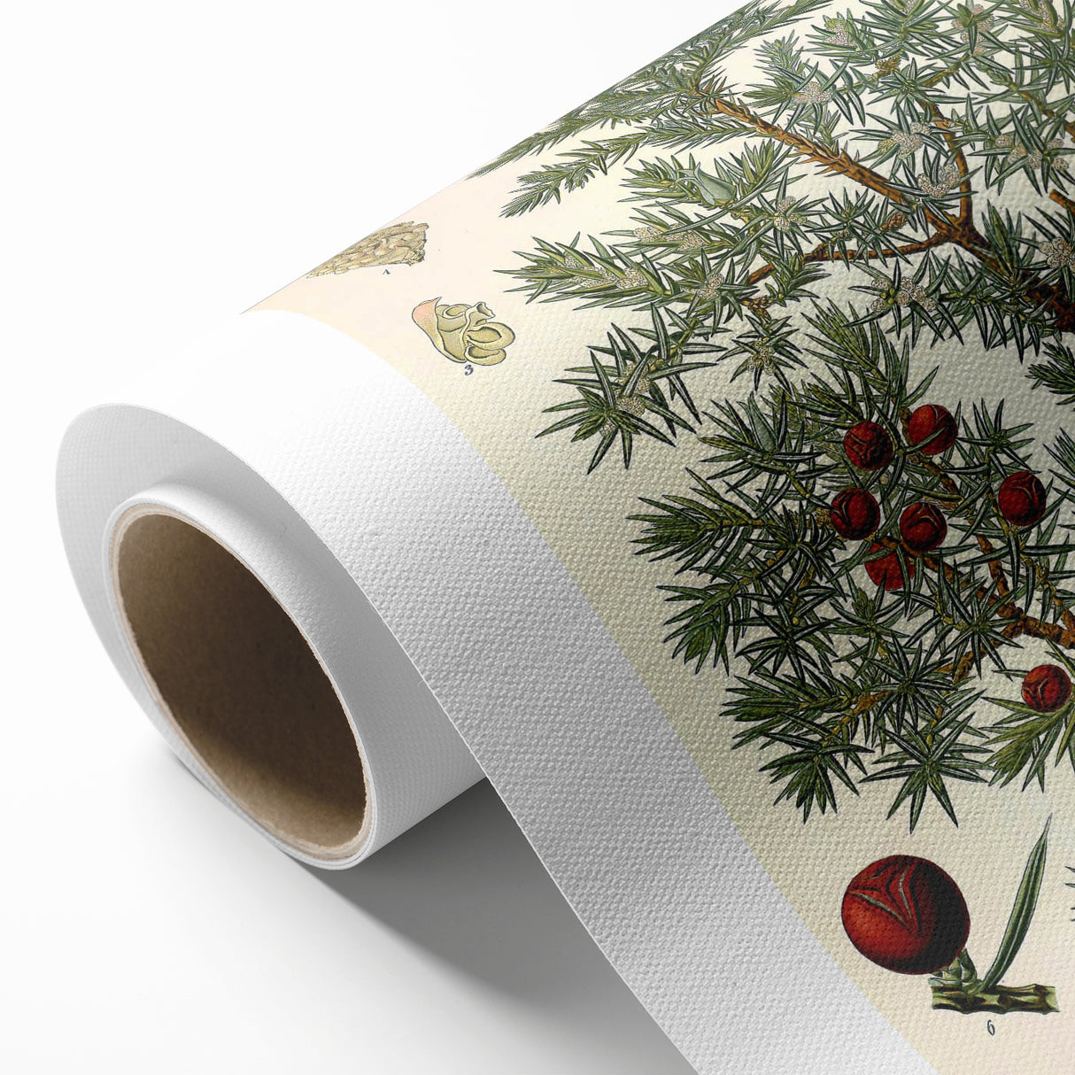 Vintage Botanical Illustration Art – Juniperus oxycedrus Wall Art