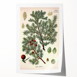 Vintage Botanical Illustration Art – Juniperus oxycedrus Wall Art